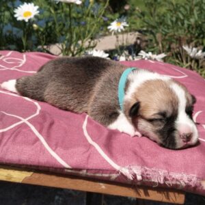 Купить щенка вельш корги пемброк, родились 26.06.2025 — CLAN IRONHORN GERMIONA ROSE, рыже-белый окрас, 11 дней