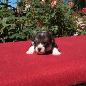 Купить щенка вельш корги пемброк, родились 26.06.2025 — CLAN IRONHORN GARFIELD SKY, триколорный окрас, 11 дней