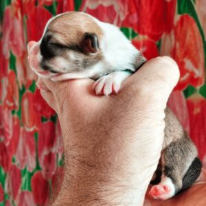 купить щенка вельш корги пемброк, родились 26.06.2025, CLAN IRONHORN GERMIONA ROSE