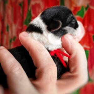 купить щенка вельш корги пемброк, родились 26.06.2025, CLAN IRONHORN GRETA STAR