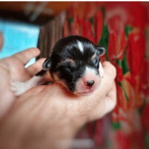 купить щенка вельш корги пемброк, родились 26.06.2025, CLAN IRONHORN GARFIELD SKY