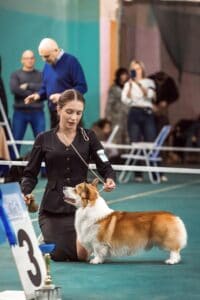 купить щенка вельш корги пемброк, родились 26.06.2025, ATSEL HOF ZLATKO на выставке