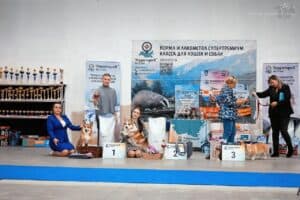 купить щенка вельш корги пемброк, родились 26.06.2025, ATSEL HOF ZLATKO на выставке