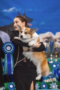 купить щенка вельш корги пемброк, родились 26.06.2025, ATSEL HOF ZLATKO на выставке