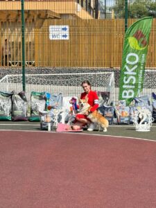 купить щенка вельш корги пемброк, родились 26.06.2025, ATSEL HOF ZLATKO в спокойной обстановке на выставке