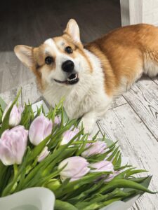 купить щенка вельш корги пемброк, родились 26.06.2025, ATSEL HOF ZLATKO дарит женщинам цветы