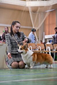 купить щенка вельш корги пемброк, родились 26.06.2025, выставка собак