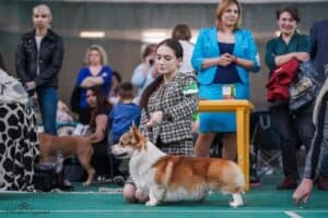 купить щенка вельш корги пемброк, родились 26.06.2025, ATSEL HOF ZLATKO с хендлером на выставке
