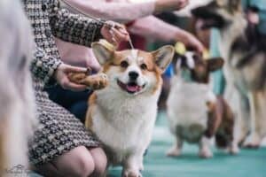 купить щенка вельш корги пемброк, родились 26.06.2025, ATSEL HOF ZLATKO на выставке