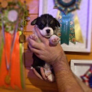 Купить щенка вельш корги пемброк с документами — CLAN IRONHORN GRETA STAR, триколорная девочка, на руках у заводчика