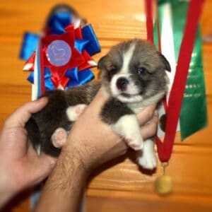 Купить щенка вельш корги пемброк с документами — CLAN IRONHORN GROSSMAN ROY, рыже-белый мальчик, на руках у заводчика