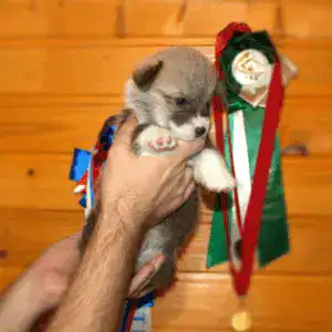 Купить щенка вельш корги пемброк с документами — CLAN IRONHORN GERMAN FLARE, рыже-белый мальчик, на руках у заводчика