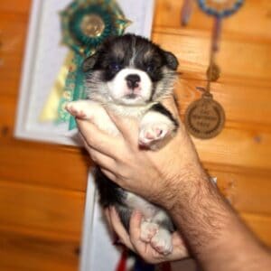 Щенок вельш корги пемброк с документами — портрет GRETA STAR, триколор, 3 недели, чистая родословная