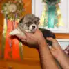 Щенок вельш корги пемброк с документами — портрет GABRIELLA DAISY, рыже-белая девочка, 3 недели, чистая родословная