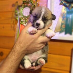 Щенок вельш корги пемброк с документами — портрет Germiona Rose, 3 недели, чистая родословная