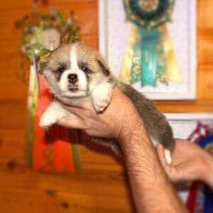 Щенок вельш корги пемброк с документами — портрет GRISHA WOLF, рыже-белый окрас, 3 недели, чистая родословная