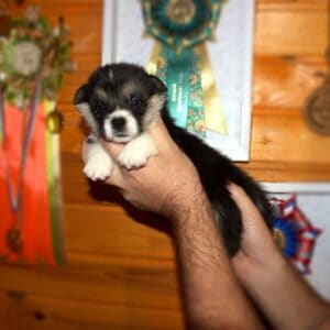 Щенок вельш корги пемброк с документами — портрет GARFIELD SKY, триколор, 3 недели, чистая родословная