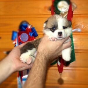 Щенок вельш корги пемброк с документами — портрет GENRIETTA GOLDY, рыже-белая девочка, 3 недели, чистая родословная