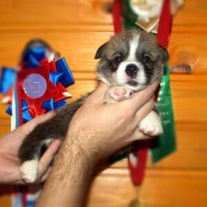 Щенок вельш корги пемброк с документами — портрет GROSSMAN ROY, рыже-белый окрас, 3 недели, чистая родословная