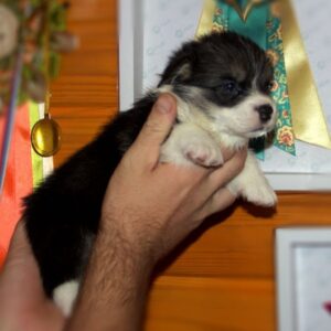 Купить щенка корги пемброк с документами — GRETA STAR, триколор, 3 недели, играет с игрушкой