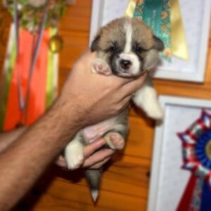 Купить щенка корги пемброк с документами — Germiona Rose, 3 недели, играет с плюшевым мишкой