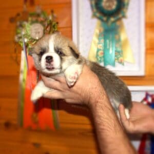 Купить щенка корги пемброк с документами — GRISHA WOLF, рыже-белый мальчик, 3 недели, играет с игрушкой