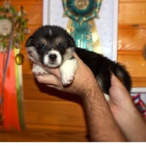 Купить щенка корги пемброк с документами — GARFIELD SKY, триколорный мальчик, 3 недели, играет с игрушкой