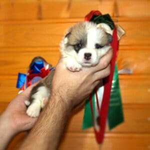 Купить щенка корги пемброк с документами — GENRIETTA GOLDY, рыже-белая девочка, 3 недели, играет с игрушкой