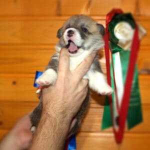 Купить щенка корги пемброк с документами — GERMAN FLARE, рыже-белый мальчик, 3 недели, играет с игрушкой