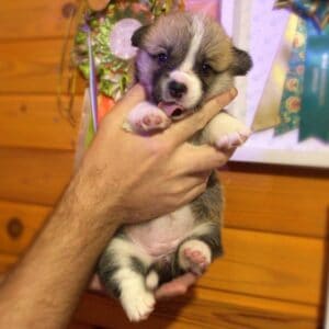 Купить щенка вельш корги пемброк с документами — Germiona Rose, рыже-белая девочка, на руках у заводчика