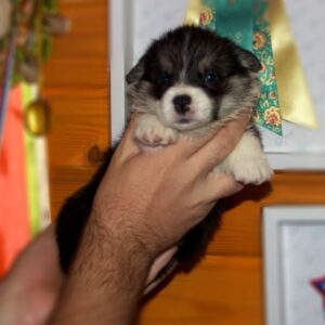 Щенок вельш корги пемброк с документами — GRETA STAR в кругу щенков, триколор, чистая родословная