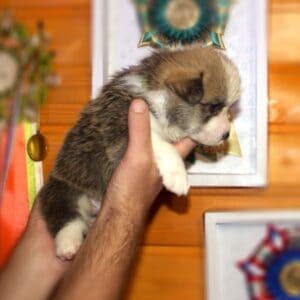 Щенок вельш корги пемброк с документами — GANS BLASE среди щенков, рыже-белый окрас, чистая родословная