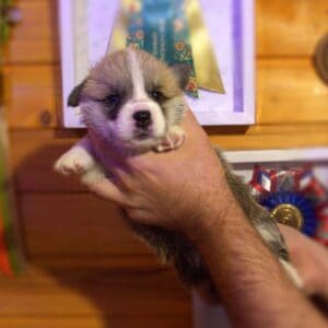 Щенок вельш корги пемброк с документами — GRISHA WOLF среди щенков, рыже-белый окрас, чистая родословная