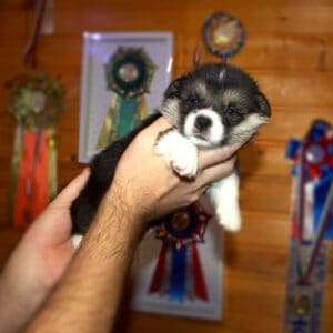 Щенок вельш корги пемброк с документами — GARFIELD SKY среди щенков, триколор, чистая родословная