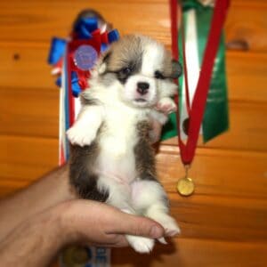 Щенок вельш корги пемброк с документами — GENRIETTA GOLDY среди щенков, рыже-белый окрас, чистая родословная