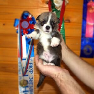 Щенок вельш корги пемброк с документами — GROSSMAN ROY среди щенков, рыже-белый окрас, чистая родословная