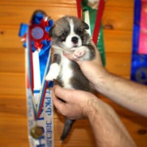 Купить щенка вельш корги пемброк с документами — GROSSMAN ROY в уютной обстановке, рыже-белый мальчик, 3 недели