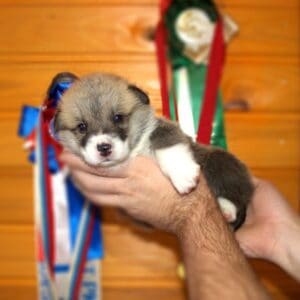 Купить щенка вельш корги пемброк с документами — GERMAN FLARE в уютной обстановке, рыже-белый мальчик, 3 недели