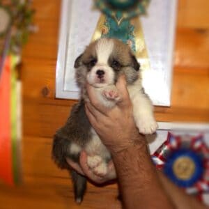 Купить щенка вельш корги пемброк с документами — CLAN IRONHORN GANS BLASE, рыже-белый мальчик, на руках у заводчика