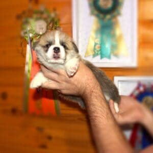 Купить щенка вельш корги пемброк с документами — CLAN IRONHORN GRISHA WOLF, рыже-белый мальчик, на руках у заводчика