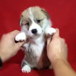 Купить щенка вельш корги пемброк — GRISHA WOLF общается с человеком