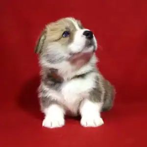 Купить щенка вельш корги пемброк — GRISHA WOLF в динамичной игре