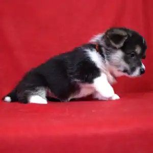 Купить щенка вельш корги пемброк — GARFIELD SKY общается с детьми