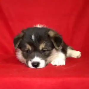 Купить щенка вельш корги пемброк GARFIELD SKY — триколорный мальчик 5 недель