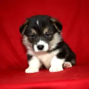 Купить щенка вельш корги пемброк — GARFIELD SKY играет с игрушкой