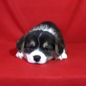 Купить щенка вельш корги пемброк — GRETA STAR общается с человеком