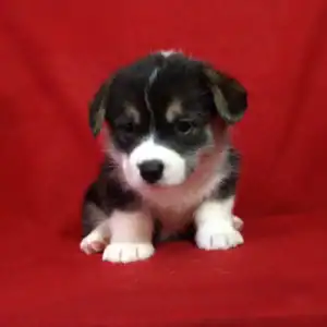 Купить щенка вельш корги пемброк — GRETA STAR играет с игрушкой