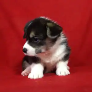 Купить щенка вельш корги пемброк GRETA STAR — триколорная девочка 5 недель