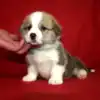Купить щенка вельш корги пемброк — GANS BLASE общается с человеком