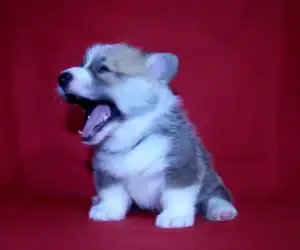 Купить щенка вельш корги пемброк — GERMIONA ROSE играет с игрушкой